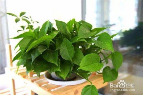 秋季移栽绿萝怎么养,助您绿萝茁壮成长