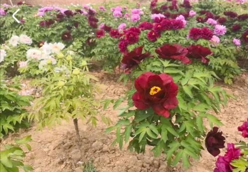 牡丹花称之为什么花,牡丹花之美称探源