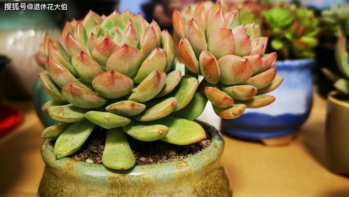 变色叶怎么移栽,焕新家园的绿色魔法