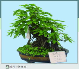 金合欢移植如何修剪,金合欢移植后的修剪技巧与养护指南