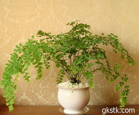 便阴性植物有哪些,揭秘自然界的绿色宝藏