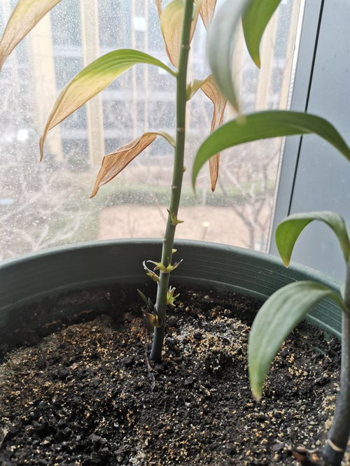 百合花开败后怎么处理,百合花开败后的养护与处理技巧