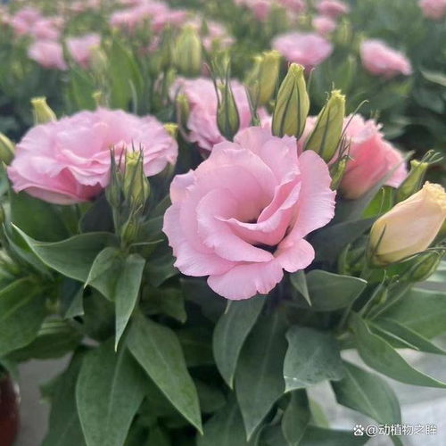 洋桔梗花怎么养,从种植到水养技巧解析