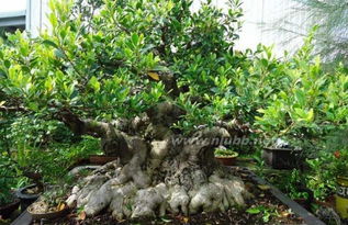 榆树黄叶怎么办,榆树黄叶原因及防治措施解析