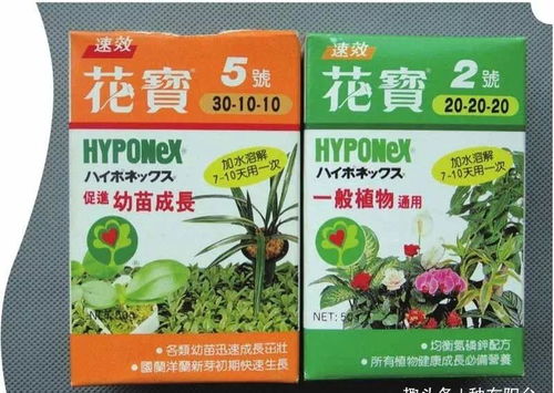 给花施肥用什么肥料,科学施肥，助力花朵绽放光彩”