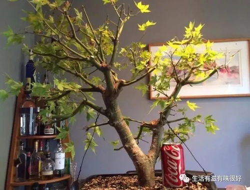 小颗雀梅怎么养,培育翠绿生机盎然的盆栽艺术