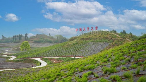 天门东怎么种,天门东地区特色种植攻略