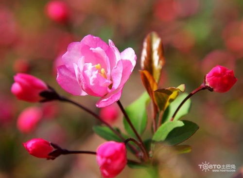 海棠花是什么季节开的,海棠花绽放的季节