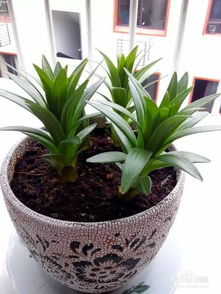 百合花球怎么种植,从选种到养护的实用指南