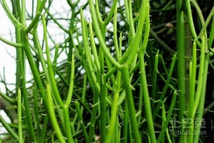 绿珊瑚棒怎么繁殖,轻松培育新生命