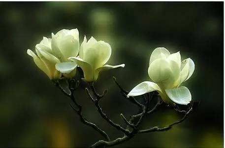 木兰花康乃罄怎么养,打造家居绿意盎然