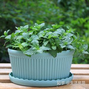 薄荷盆栽有什么好处,净化空气、美化家居的绿色小助手