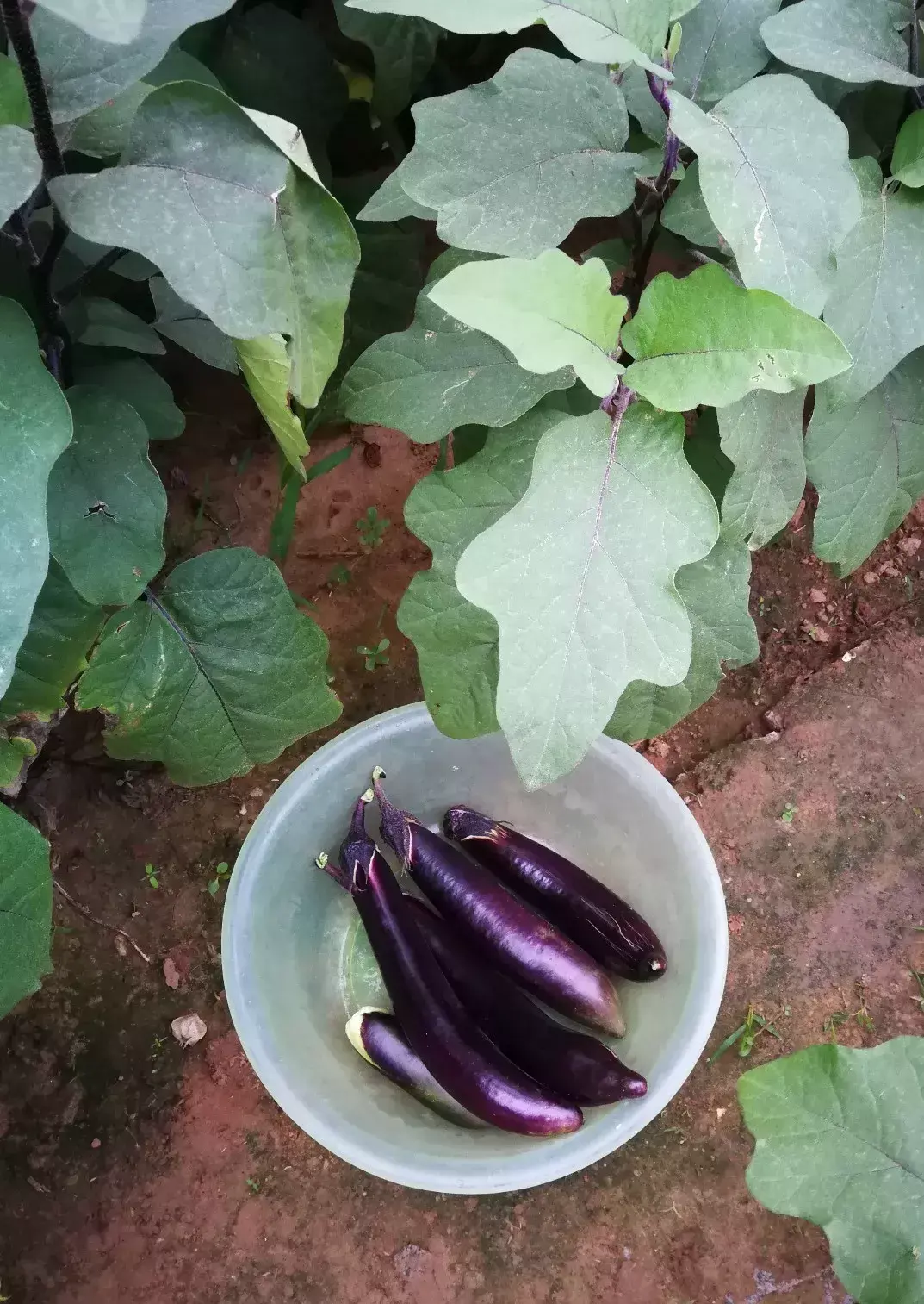 清火降火的蔬菜排名(5种蔬果“清热降火”)