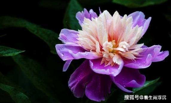 小红心花怎么养,培育美丽心形花朵的秘诀
