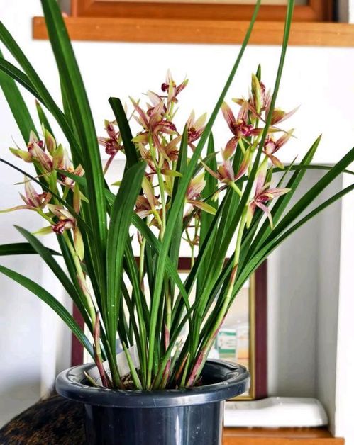 兰花温度多少开花,揭秘适宜温度下的开花奥秘