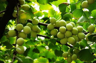 银杏是什么种子,古老树种的生命传承与种子奥秘