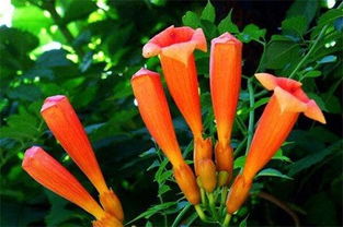 凌霄花盆栽如何过冬,温暖过冬，绽放春意