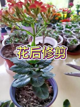 长寿花怎么养,打造家中“长寿宝”