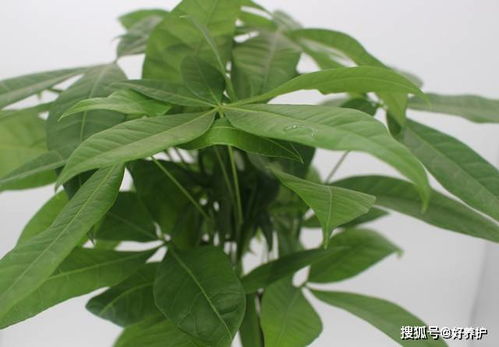 发财树是什么树,发财树的起源、特性与风水寓意
