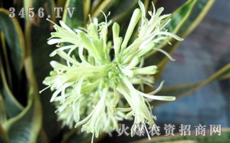 虎皮兰花语是什么,坚韧之花,寓意坚定与刚毅