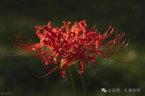 彼岸花生长什么环境,揭秘神秘的生长环境