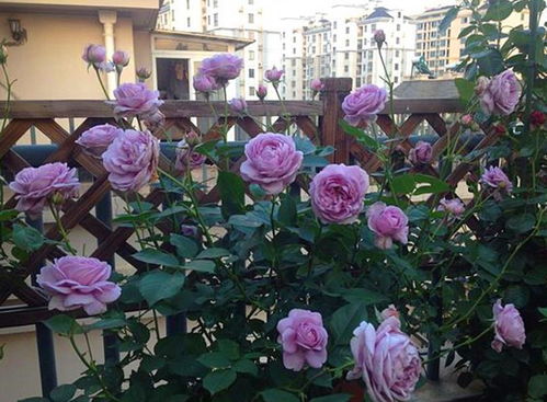 蓝色月季带花苞花苗怎么芥