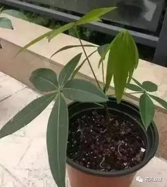 发财树怎么扦插,发财树用叶子扦插生根后一直不长新芽