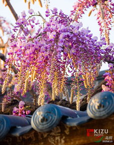 紫藤花语的意思是什么,浪漫与永恒的交织