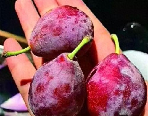 西梅属于哪一类水果(西梅被称为“功能水果”)