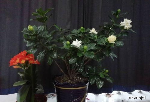 家里什么花带香味,探索那些自带芬芳的花卉秘密