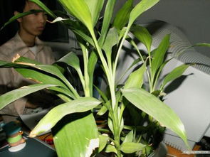 水竹怎么养不活,揭秘养不活的原因及解决方案