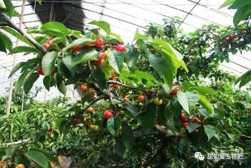 大棚樱桃开花把短,发黄是怎么回事?,大棚樱桃开花后发黄落果的原因及预防措施