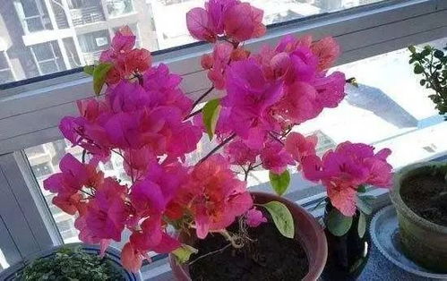 三角梅掉花怎么回事,三角梅掉花,原来是这些“小秘密”在作怪