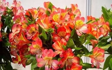 六出花如何养,绽放冬日里的美丽奇迹