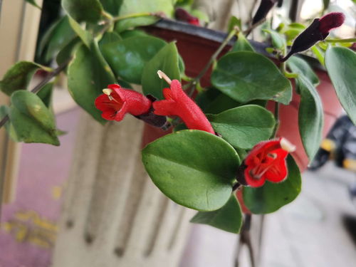 口红花怎么养,口红花养护指南,让美丽常伴左右