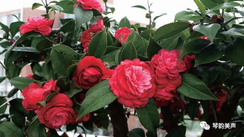 茶花开春怎么养,茶花开春养护指南