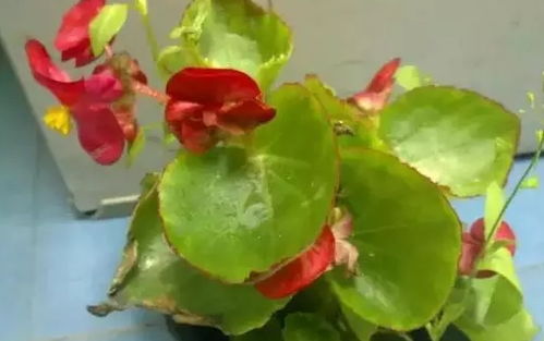养的花为什么叶子黄了,揭秘植物叶子发黄的多重原因与应对策略
