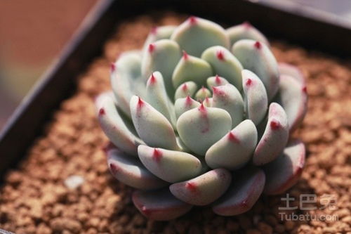 多少种多肉植物,从百种多肉植物中领略生命之美