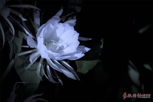 昙花一现是什么花,神秘夜晚绽放的美丽奇花