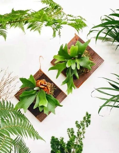 鹿角蕨怎么绑,自然之美与创意融合的完美呈现