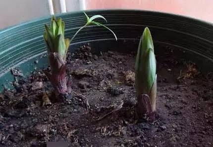 盆栽土很硬如何松土,轻松松土技巧大揭秘
