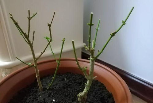 茉莉花什么时候剪枝,茉莉花修剪最佳时机全解析