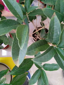 桂花的叶子像什么,桂花叶的别样风情