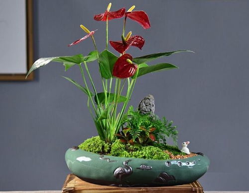 家里适合什么树种的盆景,揭秘适合家庭盆景的树种选择