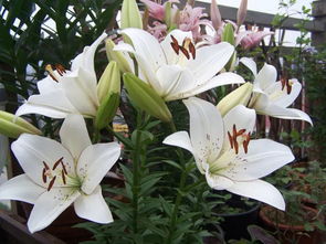 百合如何开花久,揭秘长寿花期的秘密
