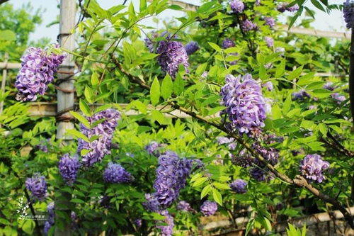 紫藤的花有什么特点,浪漫飘逸,春意盎然的色彩盛宴