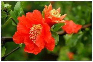 柠檬花是什么样子的,清新芬芳的视觉盛宴