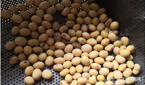 沧州黄豆什么时候种,沧州黄豆种植最佳时节解析
