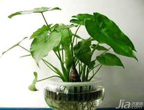 滴水莲的毒怎么防,安全种植与护理指南