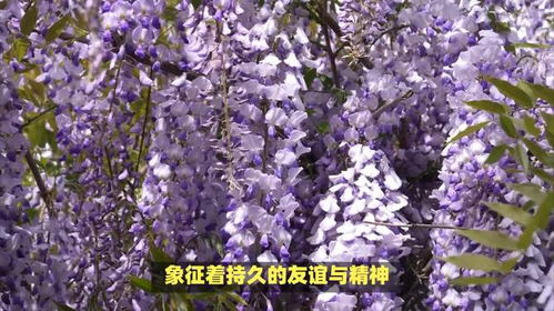 紫藤花语的意思是什么,浪漫与永恒的交织
